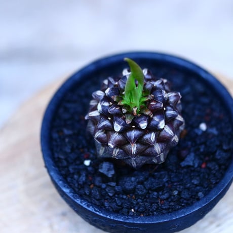 ユーフォルビア  鉄甲丸／Euphorbia bupleurifolia   no.10975