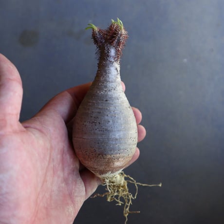 パキポディウム グラキリス 抜苗  Pachypodium rosulatum var. gracilius no.100631