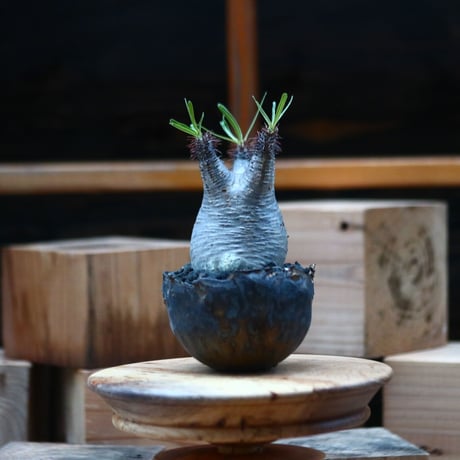 パキポディウム  グラキリス ／Pachypodium  gracilius     no.102469