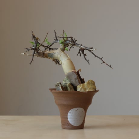 Commiphora kataf  × N/OH (3.5号鉢)   no.412-3