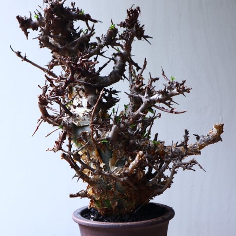 コミフォラ　エミニー　 Commiphora eminii    no.72126