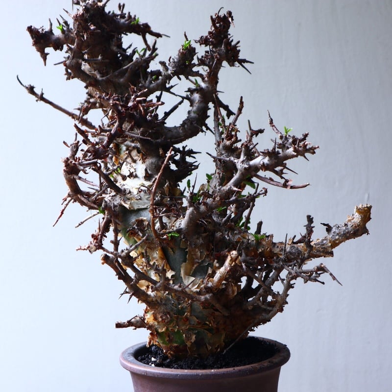 コミフォラエミニー コミフォラ エミニー Commiphora eminii 極上樹形