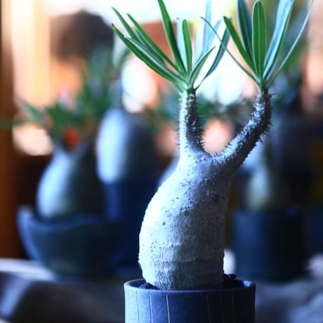 パキポディウム グラキリス   Pachypodium rosulatum var. gracilius no.705-5