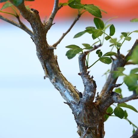 Bursera fagaroides × soso   no.100846