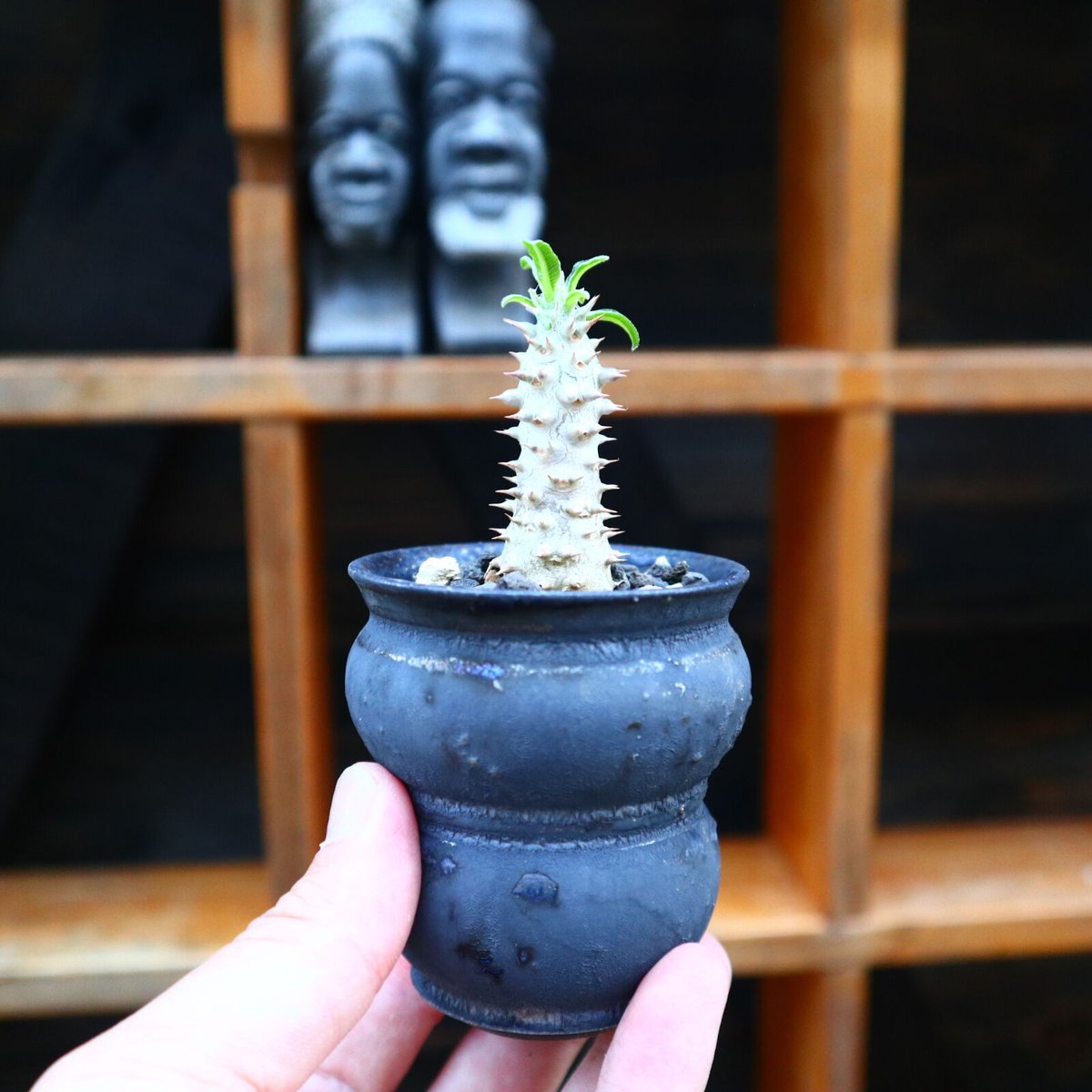 パキポディウム タッキー/Pachypodium'Tackyi' no.60592 | パキポディウム タッキー/Pachypodium'Tackyi' no.60592 |