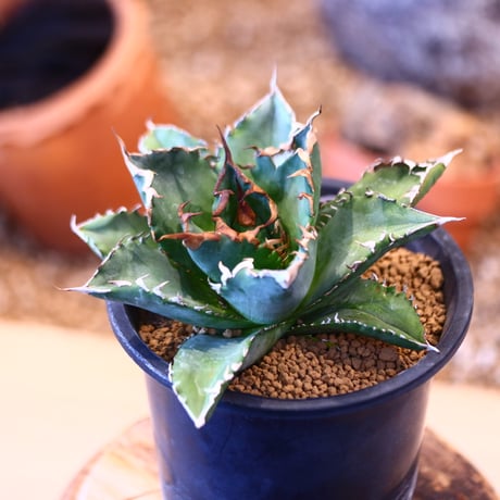 Agave titanota"FO-076" 　no.32453