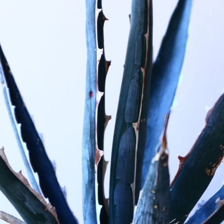 アガベ 　キシロナカンサ　ソードフィッシュ    Agave   xylonacantha   swordfish   no.11232
