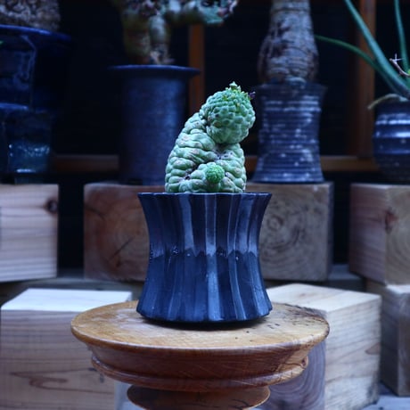 ラリレアキア カクティフォルメ  仏頭玉／Larryleachia cactiformis　no.62018