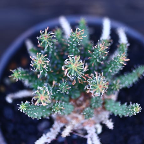 ユーフォルビア  アトロビリディス   Euphorbia atroviridis   no.30624