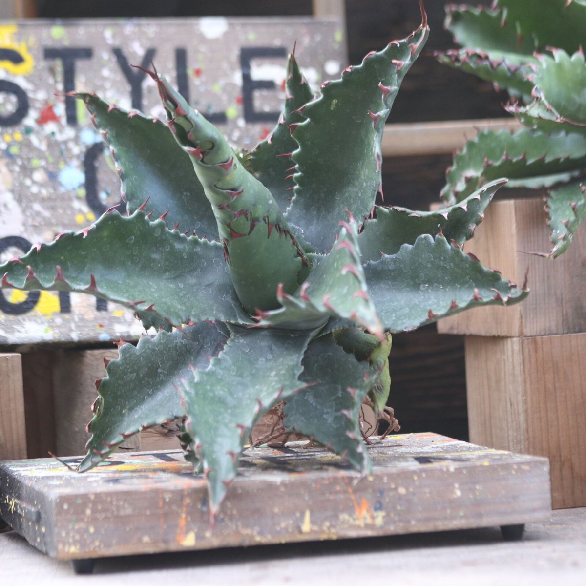 アガベ ジェントリー ジョーズ／agave gentryi Jaws no.10356