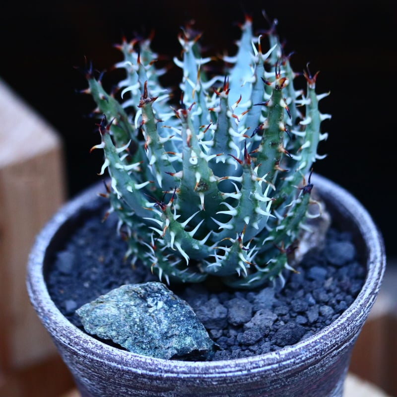 アロエ　エリナケア　メラナカンサ　幹立ち アロエ エリナケア／Aloe melanacantha ssp. var. erinacea
