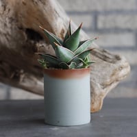 Sansevieria Pinguicula  × 備前鉢2.5号 / twurue  no.607-17