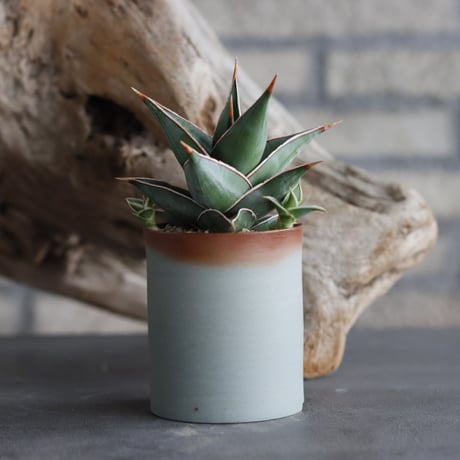 Sansevieria Pinguicula  × 備前鉢2.5号 / twurue  no.607-17