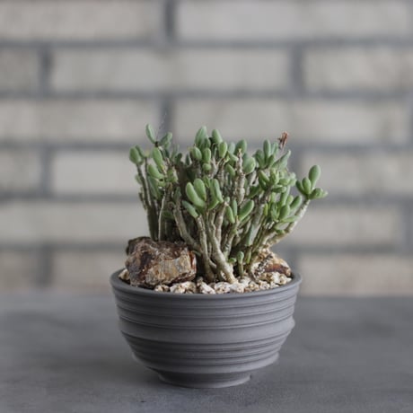 Tylecodon schaeferanus × takero pot (3.5号) no.419/107