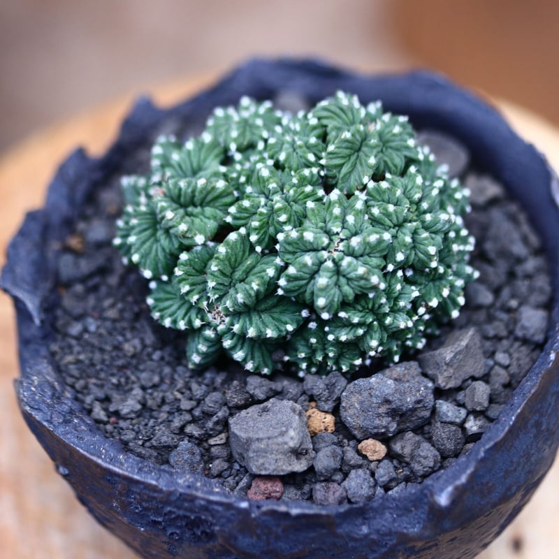 アズテキウム 花籠 (Aztekium ritteri) Aztekium ritteri【アズテキウム・花籠・実生】 | RIMO'S GREEN