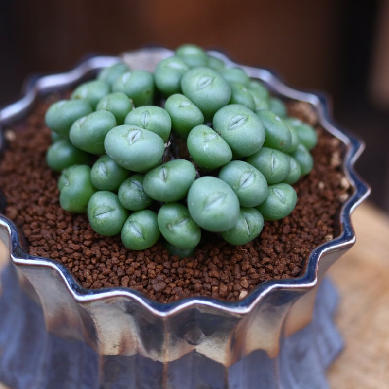 コノフィツム ペアルソニー / Conophytum pearusoni no.3192