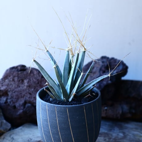 レウクテンベルギア  晃山    Leuchtenbergia principis  no.30104