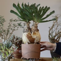 N/OH / 澪標 / classic grey / L (7号) no.504-50 |