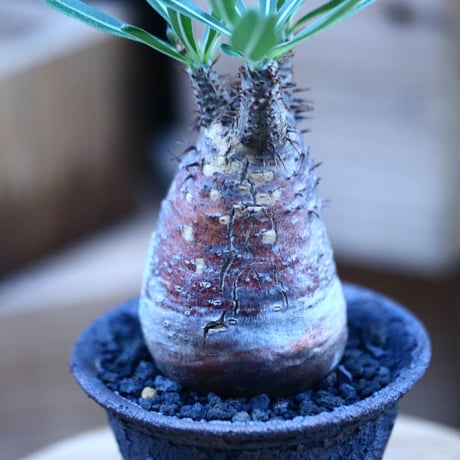 パキポディウム  グラキリス ／Pachypodium  gracilius     no.103164