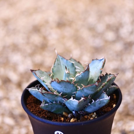 アガベ チタノタ フィリグリー / Agave titanota "Filigree crested   no. 51433