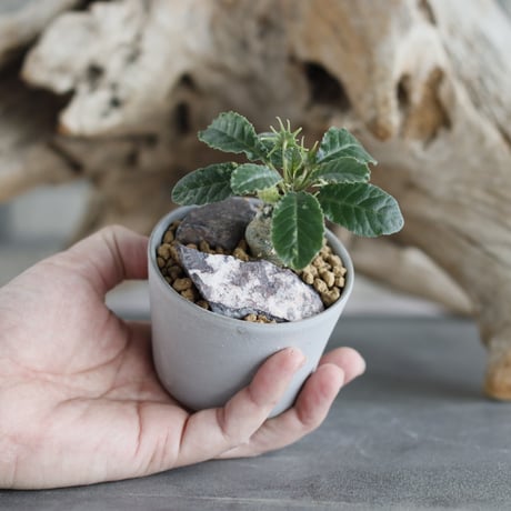 Dorstenia foetida × Kazuhiro Arima(2.5号)  no.629-23