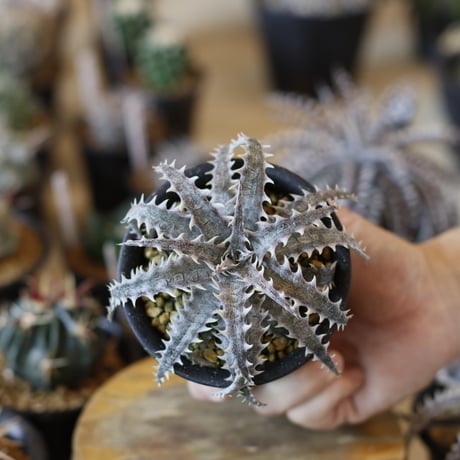 Dyckia ‘Evil Wing' x ‘Goiyat' (3号鉢)  no.1226/45