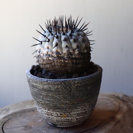 コピアポア 孤竜丸    Copiapoa cinerea var. columna-alba  no.40715