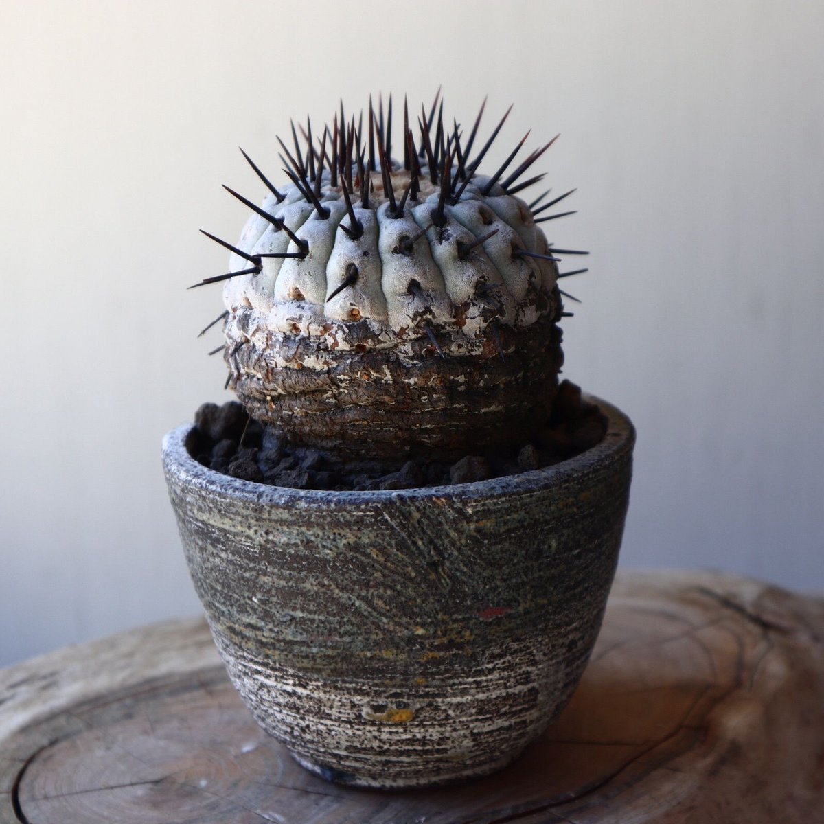 コピアポア 孤竜丸 Copiapoa cinerea var. columna-alba