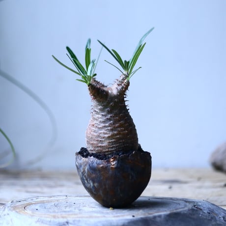 パキポディウム グラキリス   Pachypodium rosulatum var. gracilius no.101815-2