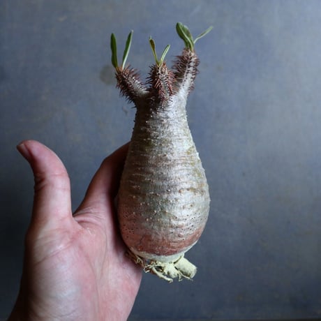 パキポディウム グラキリス   Pachypodium rosulatum var. gracilius no.110333