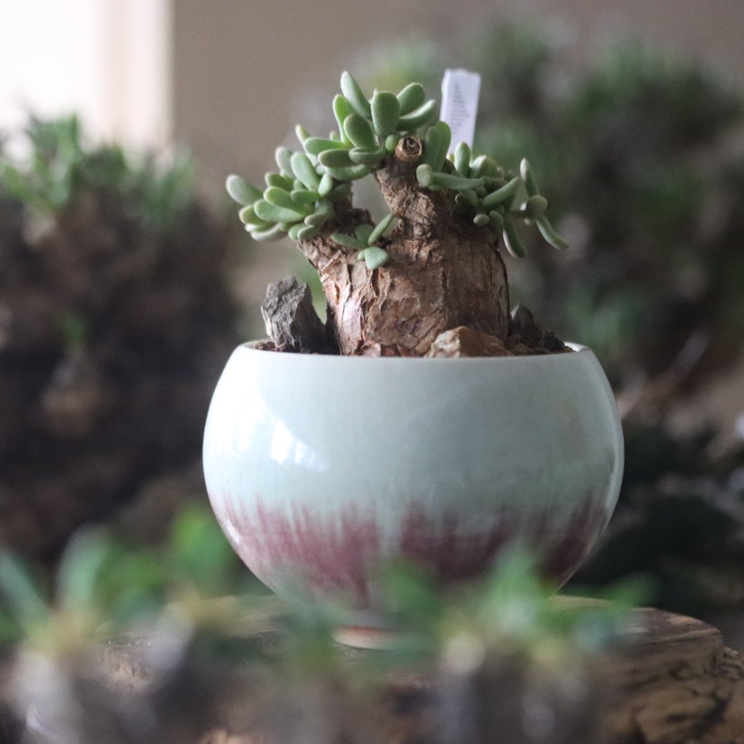 Ceraria pygmaea × 中川智治 no.81859 | 芽の巣山