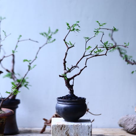 コミフォラ モンストローサ   Commiphora monstrosa   no.92721