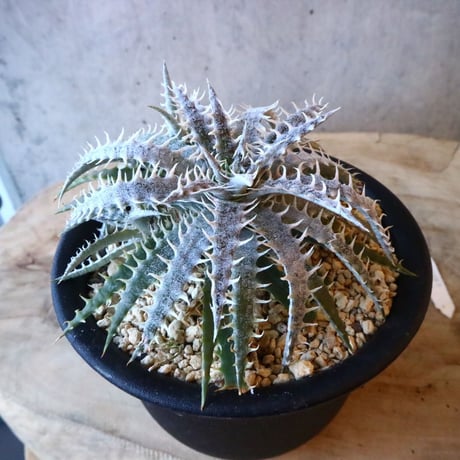 Dyckia delica F1(self)  タイsueb氏ハイブリッド     013