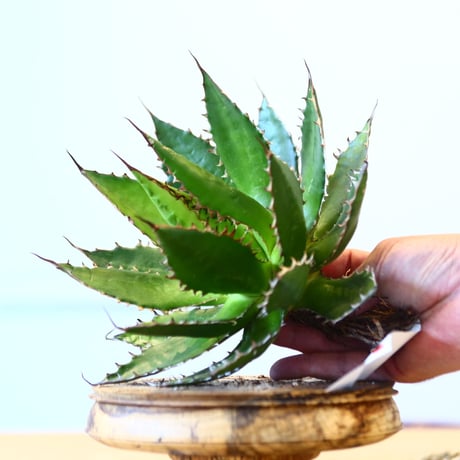 Agave horrida / Style of Chika   no.1015/32