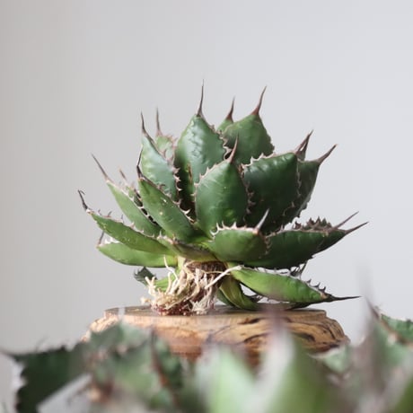 Agave horrida / Style of Chika　no.42162