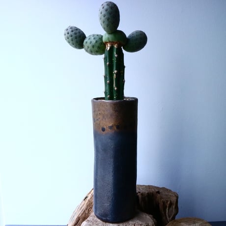 テフロカクタス    ゲオメトリクス   Tephrocactus geometricus  No.031