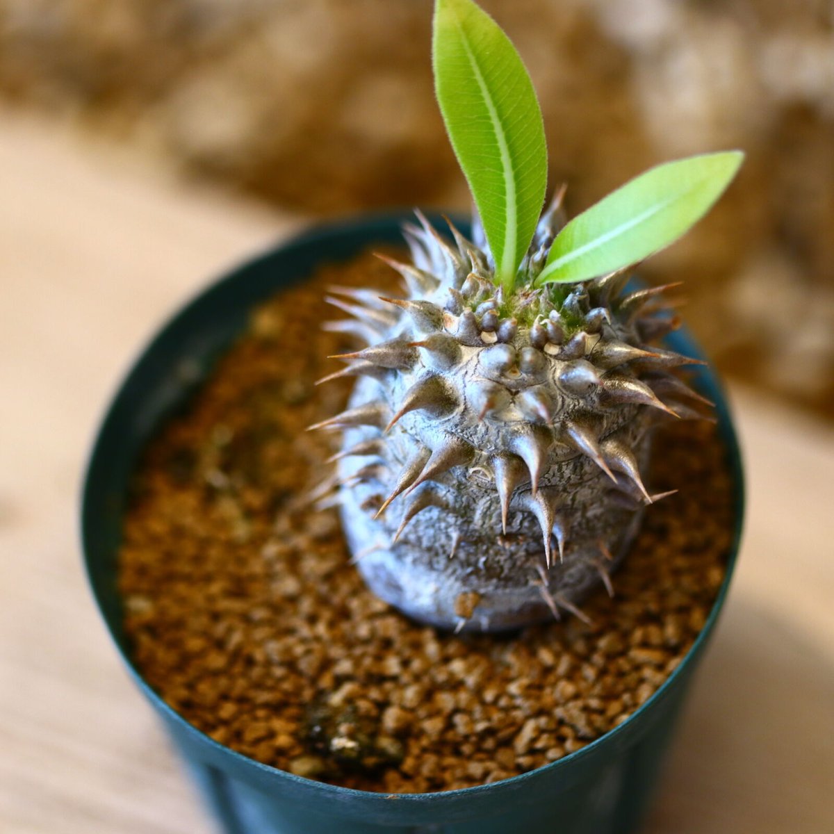 pachypodium eburneum パキポディウム     エブレネウム