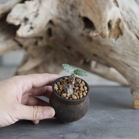 Dorstenia foetida × takero pot (2号)  no.629-25