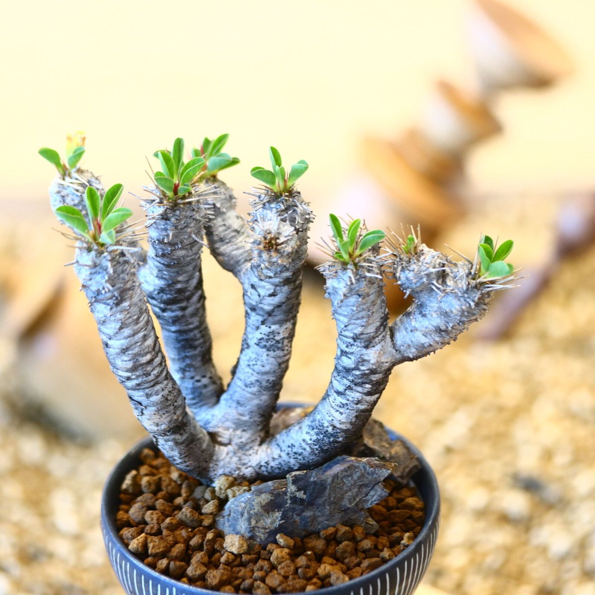 ユーフォルビア ギラウミニアナ / Euphorbia guillauminiana n