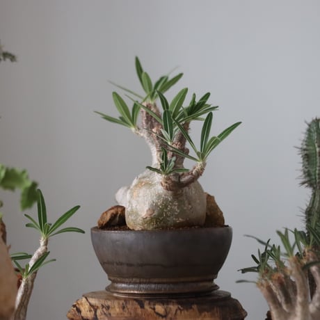 Pachypodium gracilius × たけろうポット    no.51226