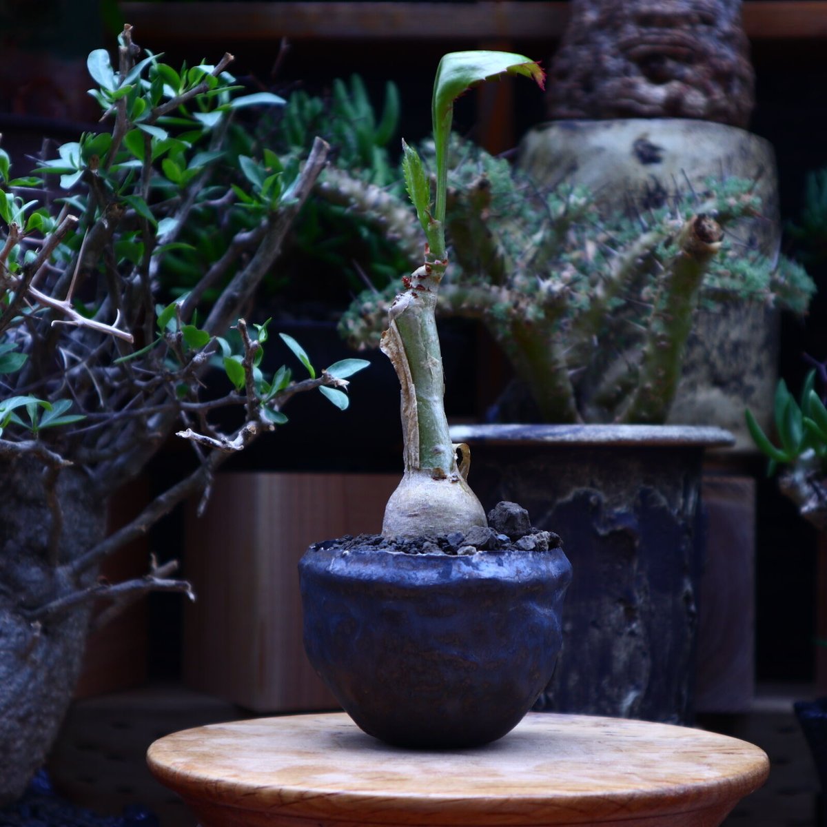 キフォステンマ ユッタエ／Cyphostemma juttae no.60612 | 芽の巣山