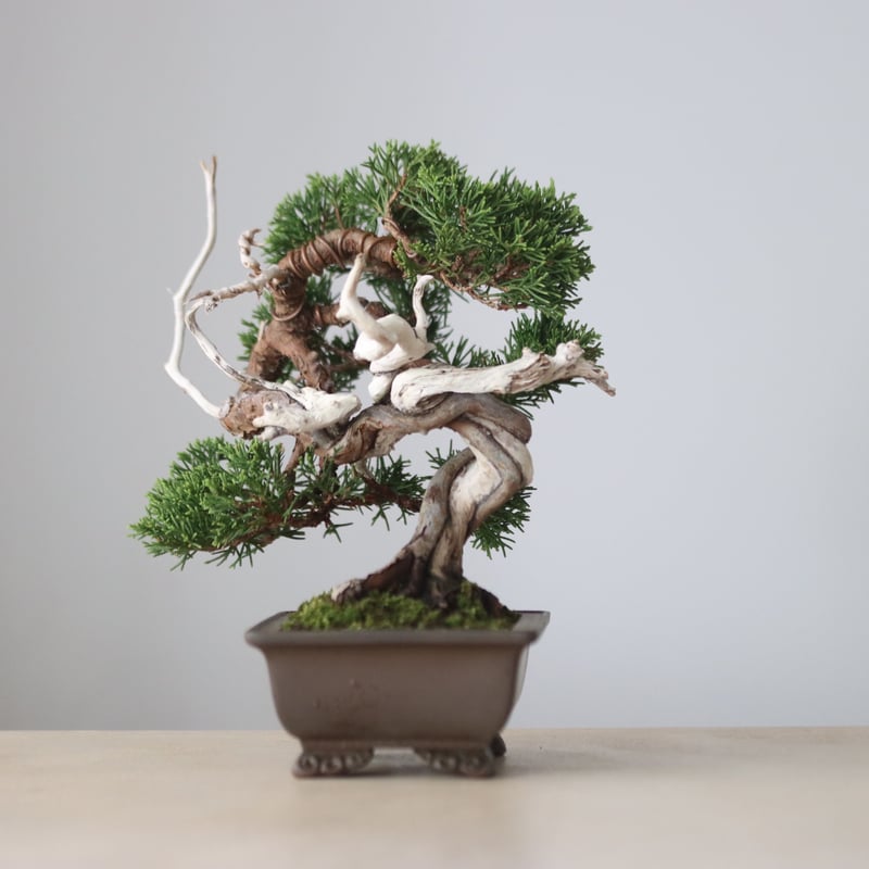 真柏 / YOSHIZAWA3-SHOHINBONSAI no.1013/23 | 芽の巣山