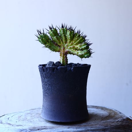 ユーフォルビア  エノプラ   紅彩閣  綴化      Euphorbia enopla   f. monstruosus  no.11922
