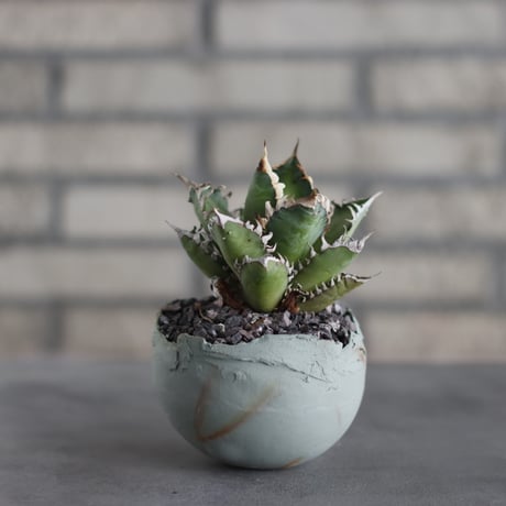 Agave titanota"Red Catweezle” × TAKERO NO TORUKO (3.5号)  no.419/108