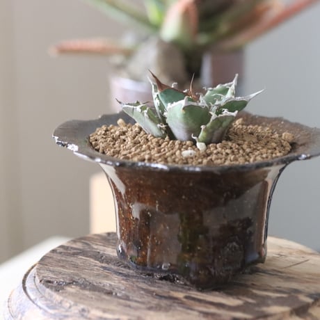 Agave titanota"FO-076" × N/OH　no.51930
