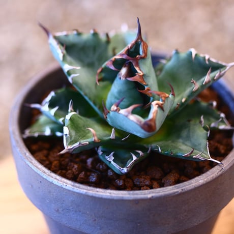YAMABACHI ver. takero pot × Agave titanota dwarh   no.102240