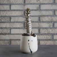 Pachypodium baronii × N/OH (3号)  no.628/70