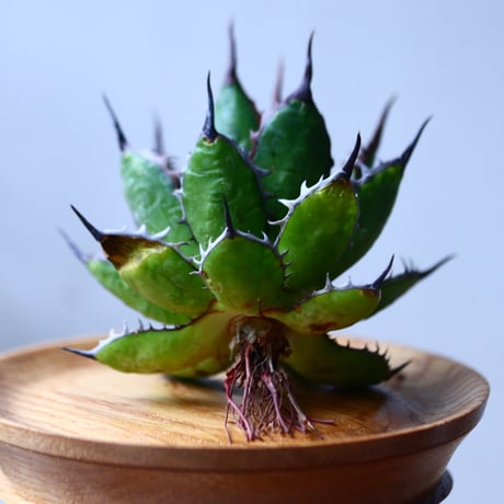 アガベ ホリダ    Agave horrida     no.1025-2