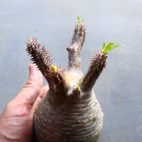 パキポディウム グラキリス 抜苗  Pachypodium rosulatum var. gracilius no.92936