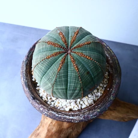 ユーフォルビア  オベサ  Euphorbia obesa  No.028